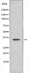 OR4K3 Antibody