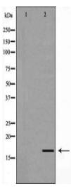 LITAF Antibody