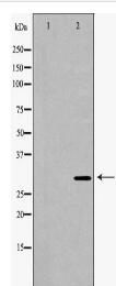 PSMA4 Antibody