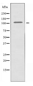 XRN2 Antibody