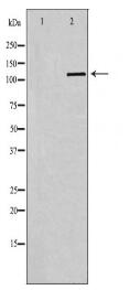 SELPLG Antibody