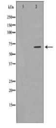 MSN Antibody
