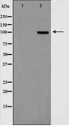 DLGP1 Antibody