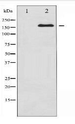 Ret Antibody