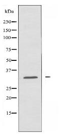 HSD11B1 Antibody