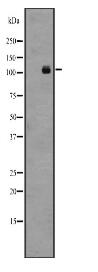 GPR48 Antibody