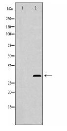 NTF3 Antibody