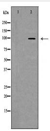 NFATC2 Antibody