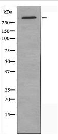 PRIC285 Antibody