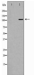 PELP1 Antibody