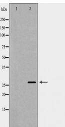 PROC Antibody