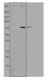 PHACTR4 Antibody