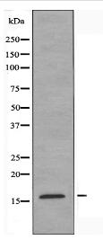 TSC22D1 Antibody