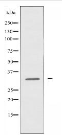 RASL10A Antibody