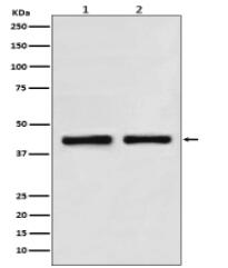 SNF5 Antibody