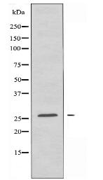 PIGX Antibody