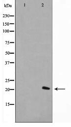 Histone H1.0 Antibody