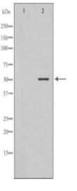 NEK2 Antibody