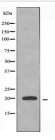 MRPL54 Antibody