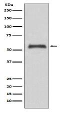 PPAR-alpha Antibody