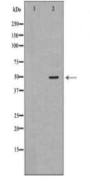 KRT15 Antibody