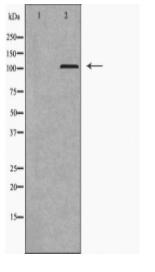 LIG3 Antibody