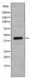 PDK2 Antibody