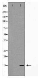 p15 INK Antibody