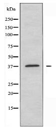 PRKAG1 Antibody