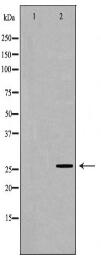 UBB Antibody