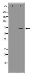 HSPA1L Antibody