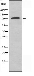 TUBGCP5 Antibody