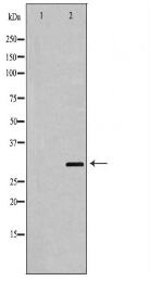 HOXA9 Antibody