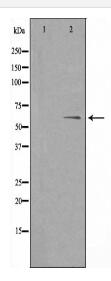 THBD Antibody