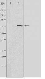 TBX3 Antibody