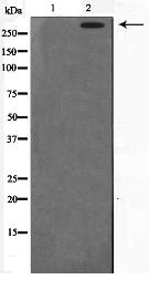 DNA-PK Antibody