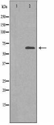 SLC30A9 Antibody