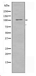 TLE2 Antibody