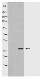 PSMA3 Antibody