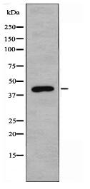 PKR1 Antibody