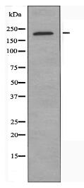 IQGAP3 Antibody
