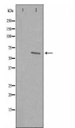 REC8 Antibody