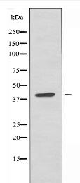 PRDM12 Antibody