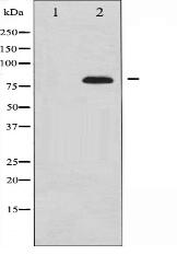 Tau Antibody