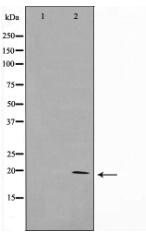 KAD6 Antibody