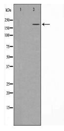 TET1 Antibody