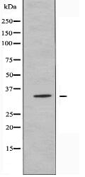 OR5AU1 Antibody