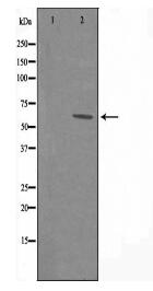 HRH1 Antibody