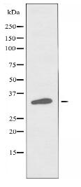 OR6P1 Antibody