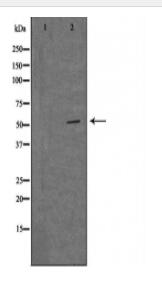 MRPS30 Antibody